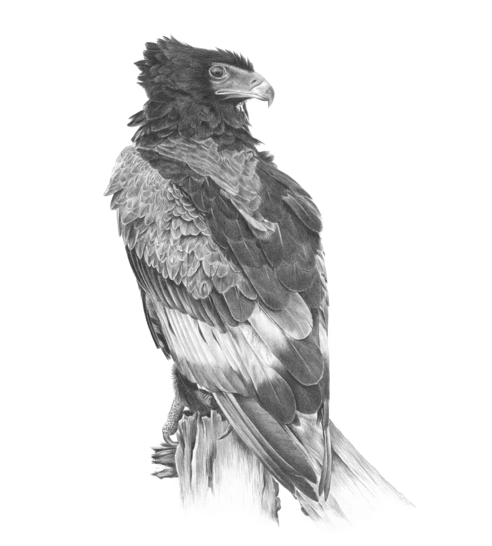 Karyn Wiggill - The Sentinel